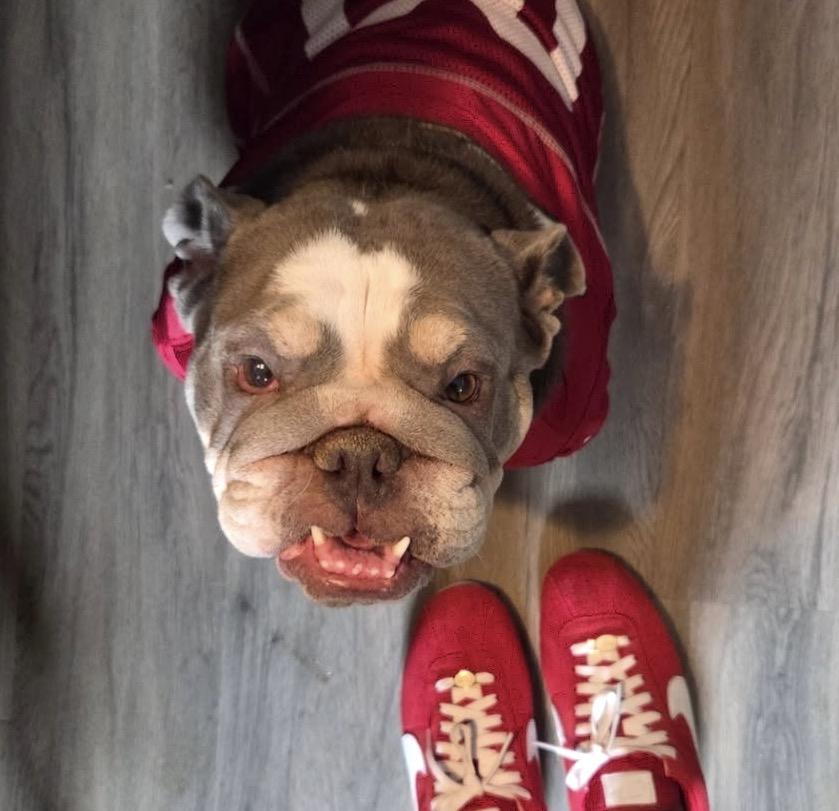 Enlarge Millie, a Adoptable mixed breed in Rocklin, CA image 5/6