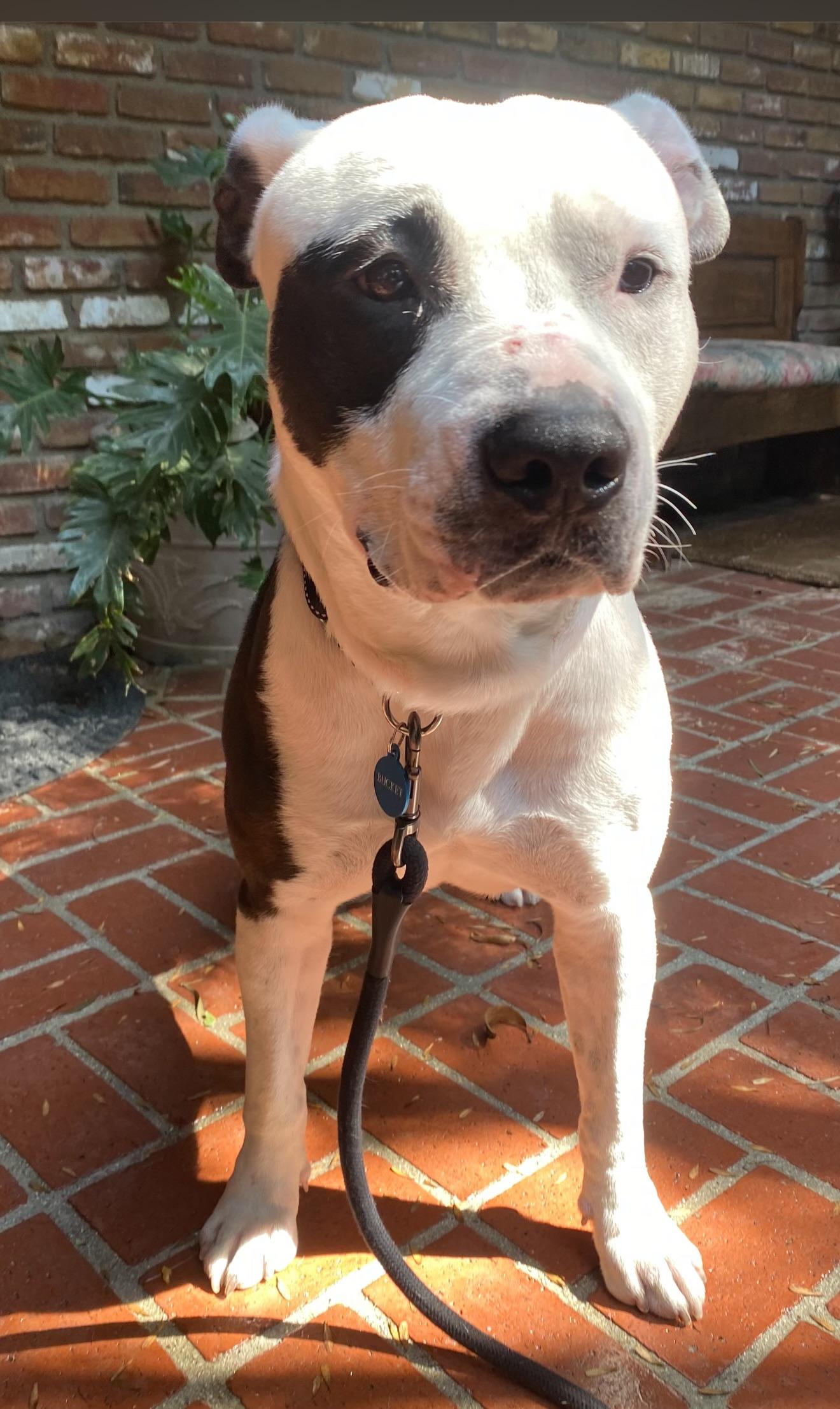 Bucket, a Adoptable Pit Bull Terrier in Canyon Country , CA image 6/6
