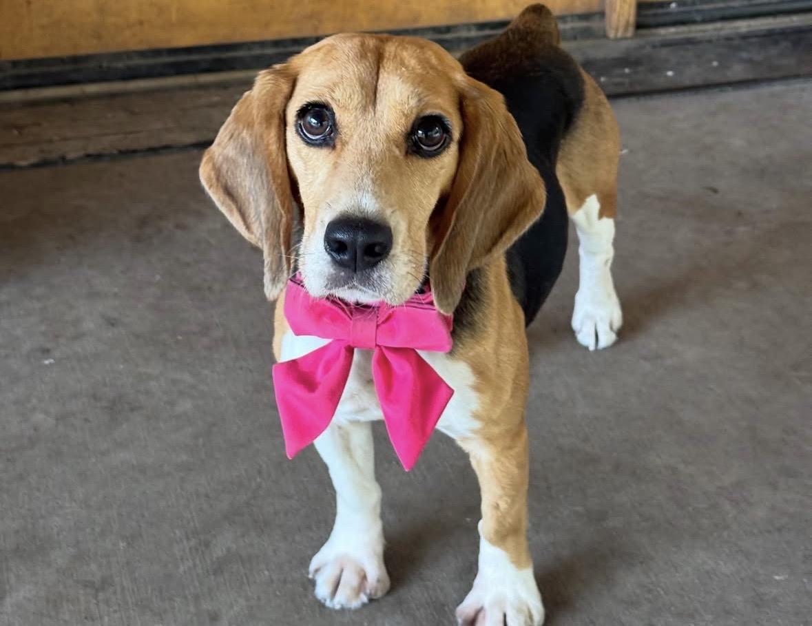 Bagel, Adopted, Adult Female Beagle.