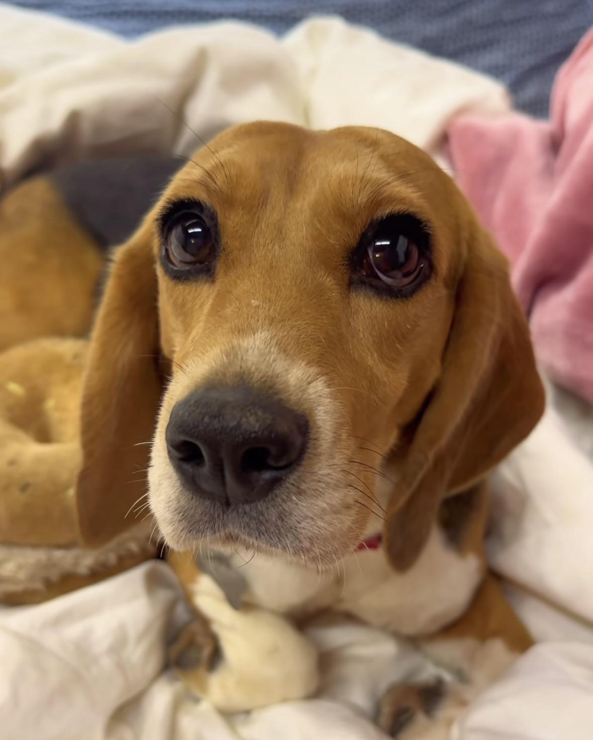 Enlarge Bagel, a Adopted Beagle in Riverside, CA image 2/2