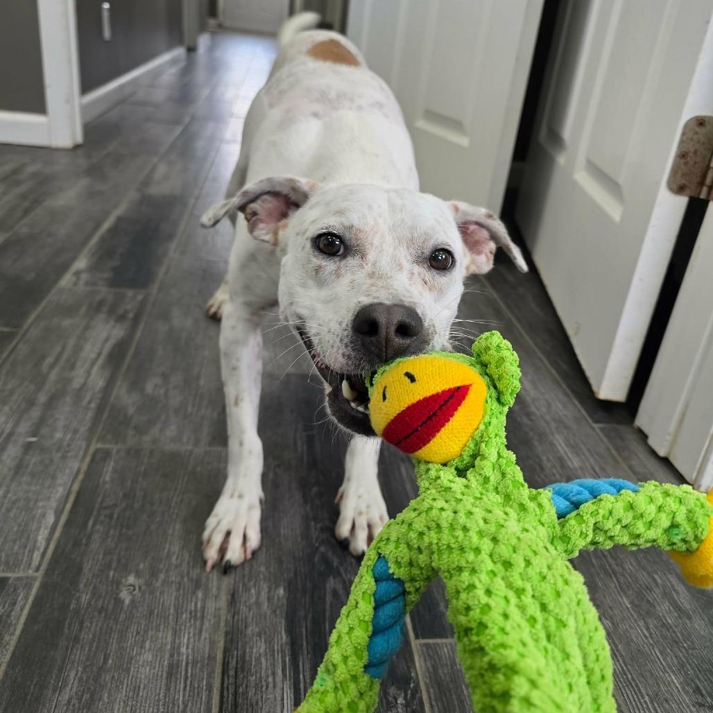 Enlarge Asteroids, a Adoptable Mixed Breed in Jackson, MO image 2/5