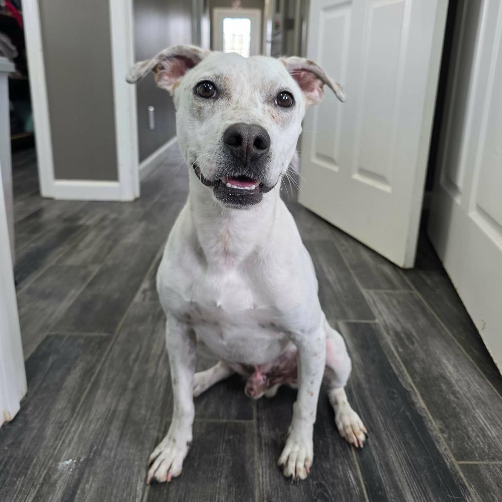 Enlarge Asteroids, a Adoptable Mixed Breed in Jackson, MO image 3/5