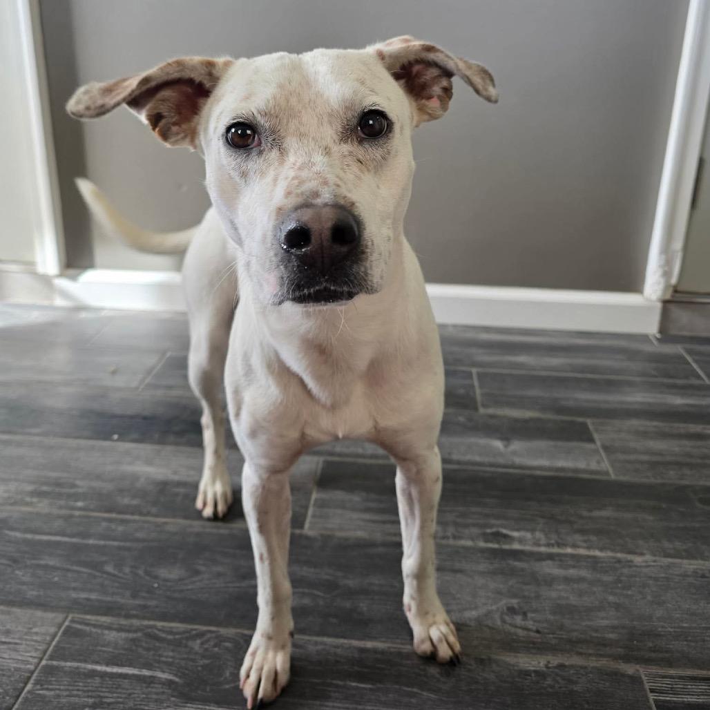 Enlarge Asteroids, a Adoptable Mixed Breed in Jackson, MO image 2/3