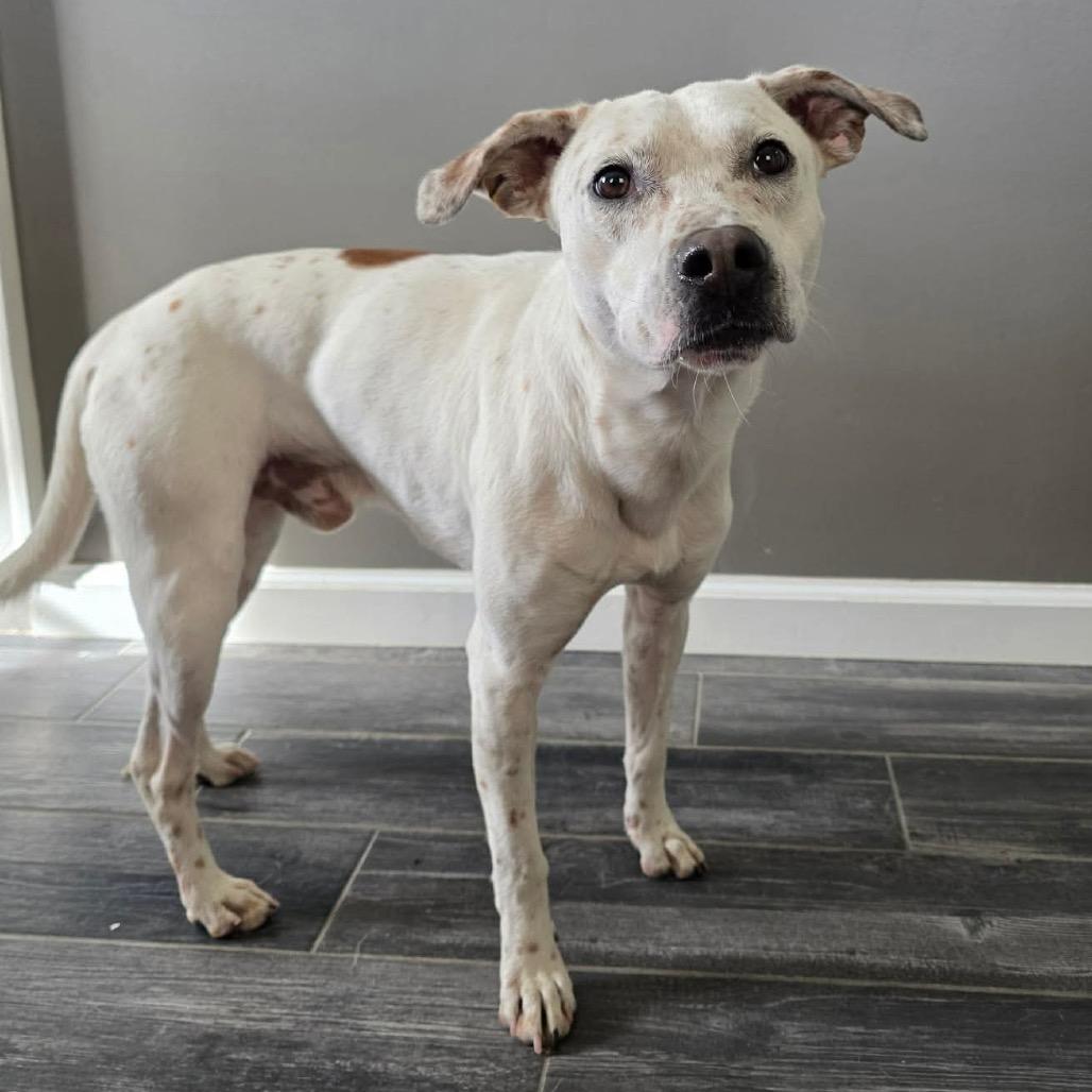 Enlarge Asteroids, a Adoptable Mixed Breed in Jackson, MO image 3/3