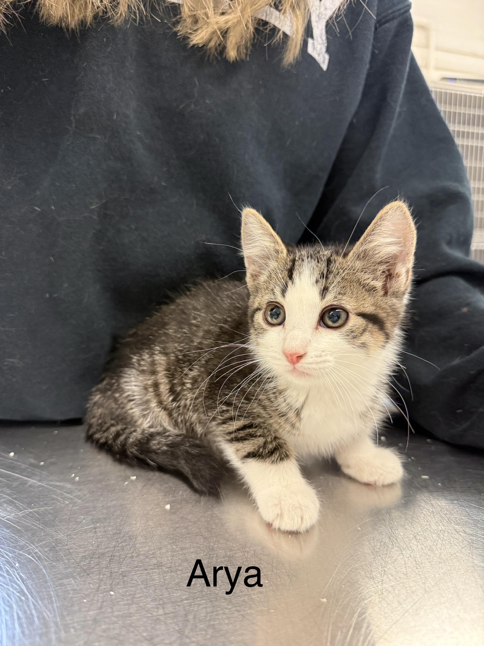 Enlarge Arya, a Adoptable Domestic Short Hair in Grand Rapids, MI image 1/1