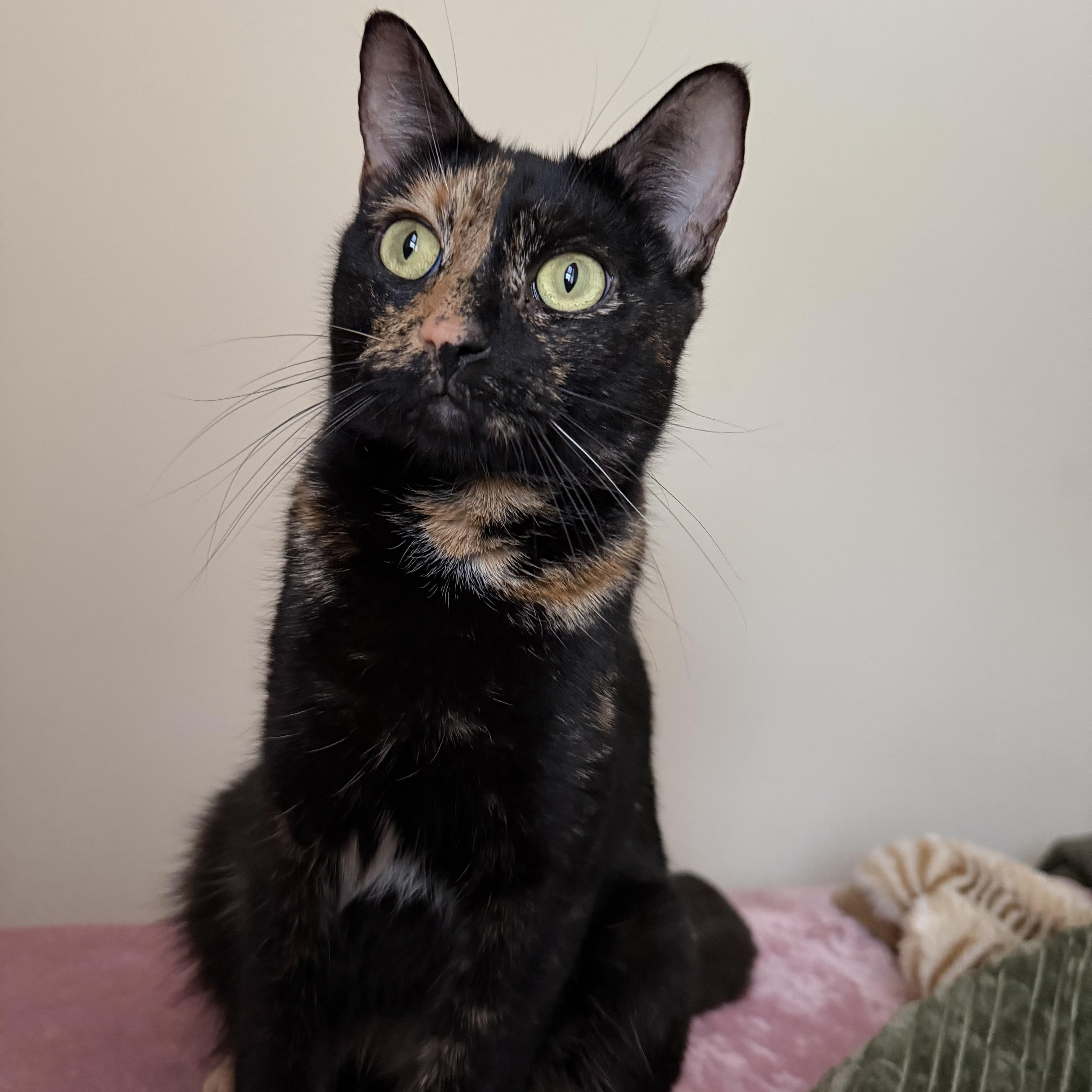 Loaf, ADOPTABLE, Young Female Domestic Short Hair.
