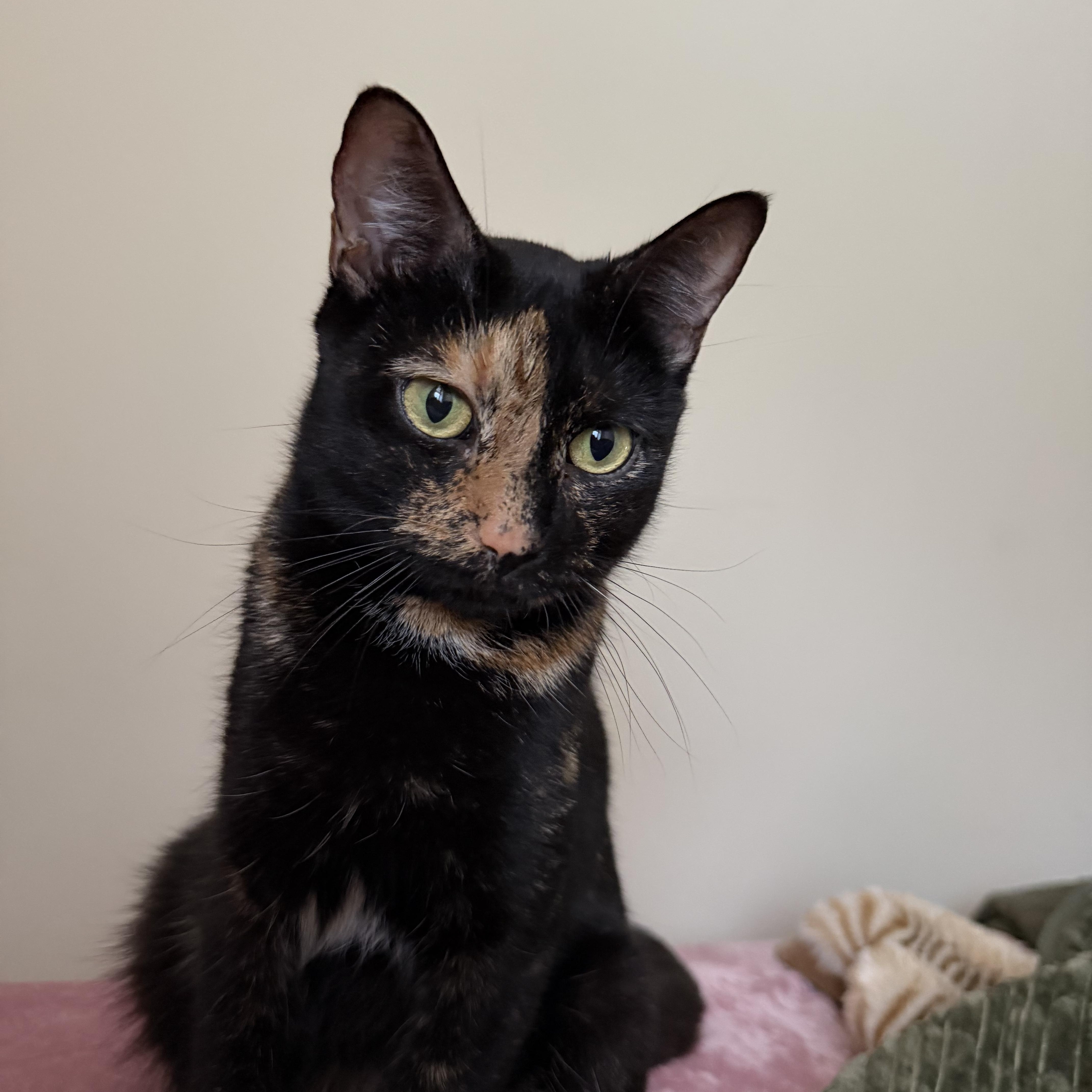 Enlarge Loaf, a ADOPTABLE Domestic Short Hair in Brooklyn, NY image 2/5