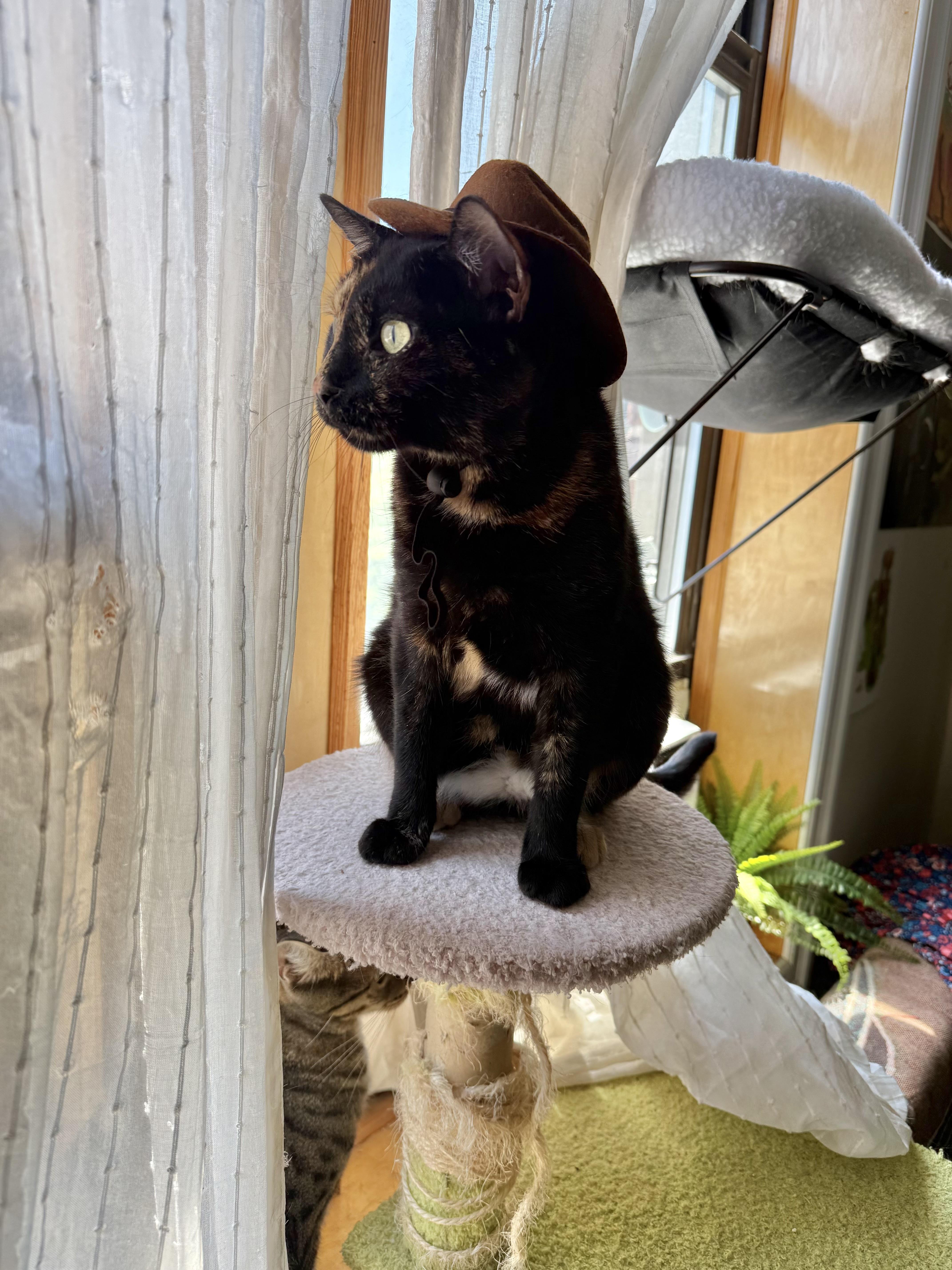 Loaf, a ADOPTABLE Domestic Short Hair in Brooklyn, NY image 6/6