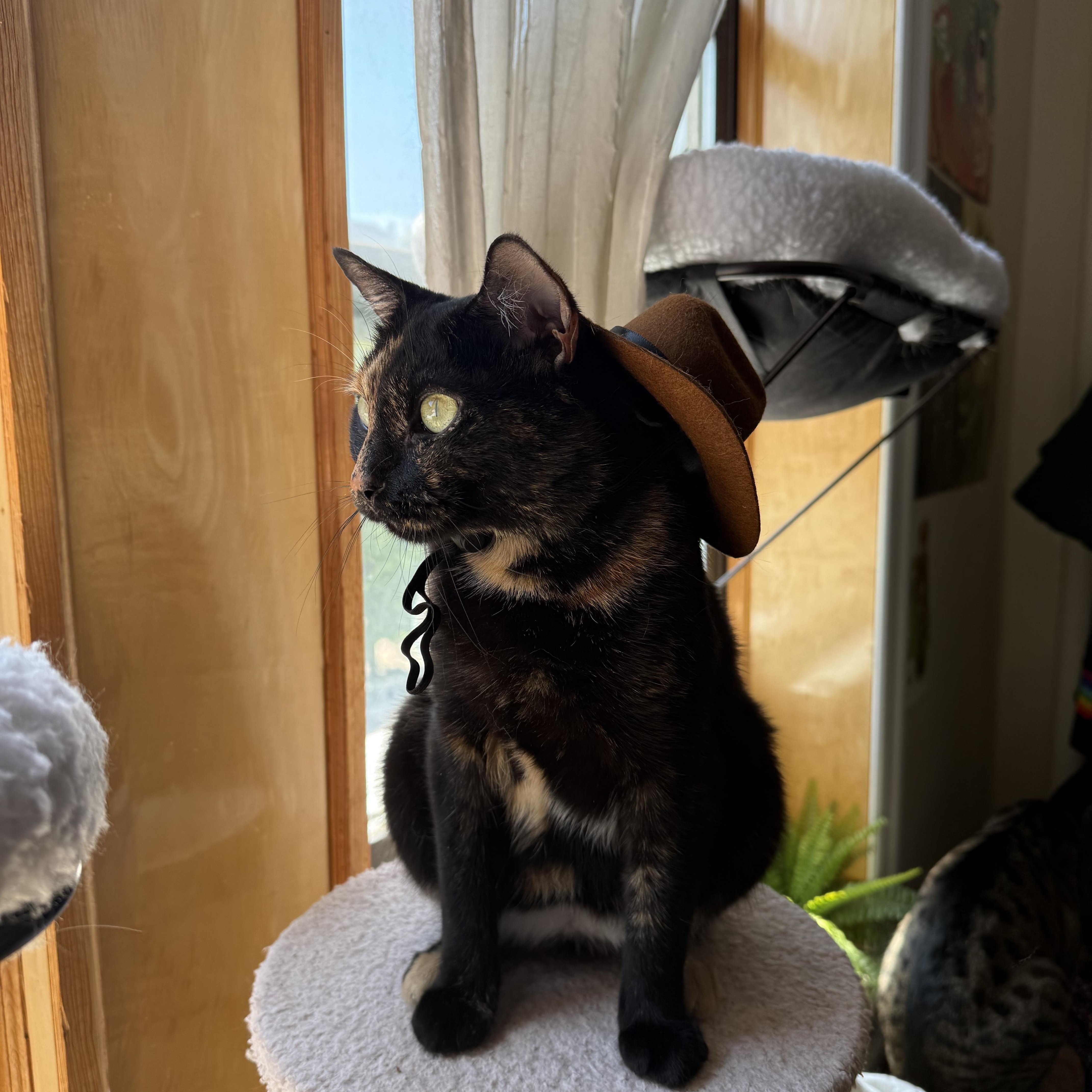Loaf, a ADOPTABLE Domestic Short Hair in Brooklyn, NY image 1/6