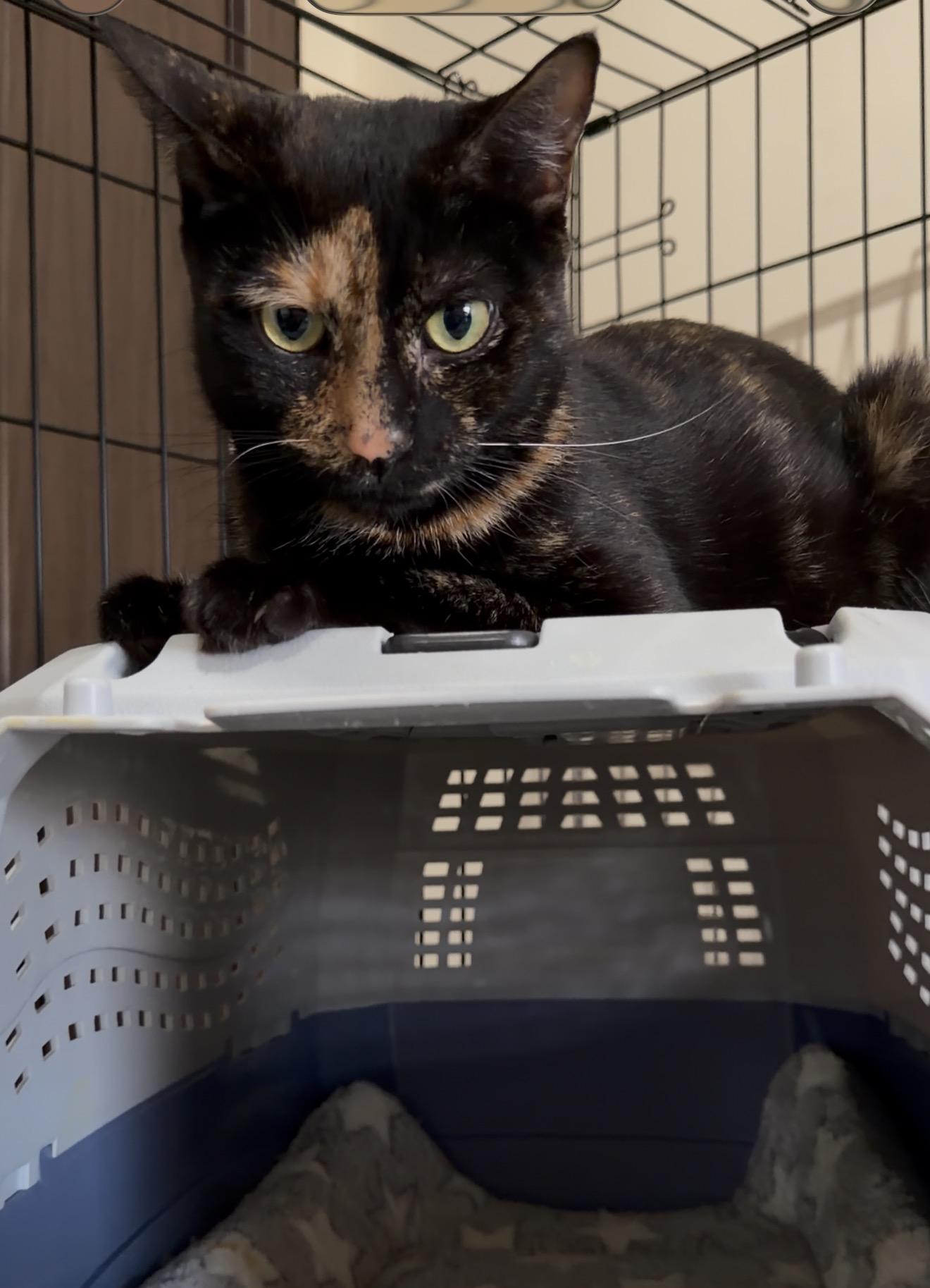 Enlarge Loaf, a ADOPTABLE Domestic Short Hair in Brooklyn, NY image 3/5