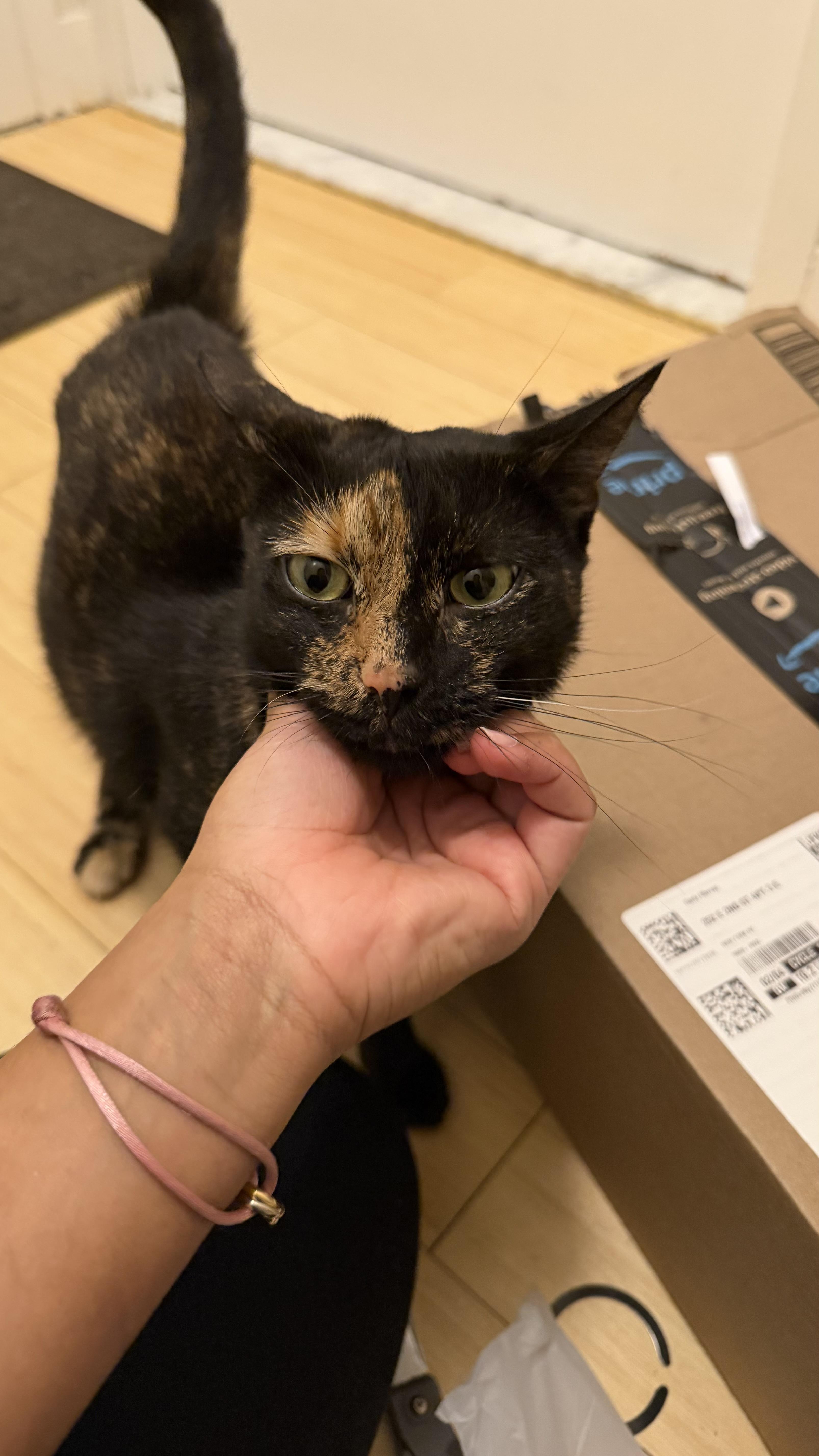 Enlarge Loaf, a ADOPTABLE Domestic Short Hair in Brooklyn, NY image 5/5