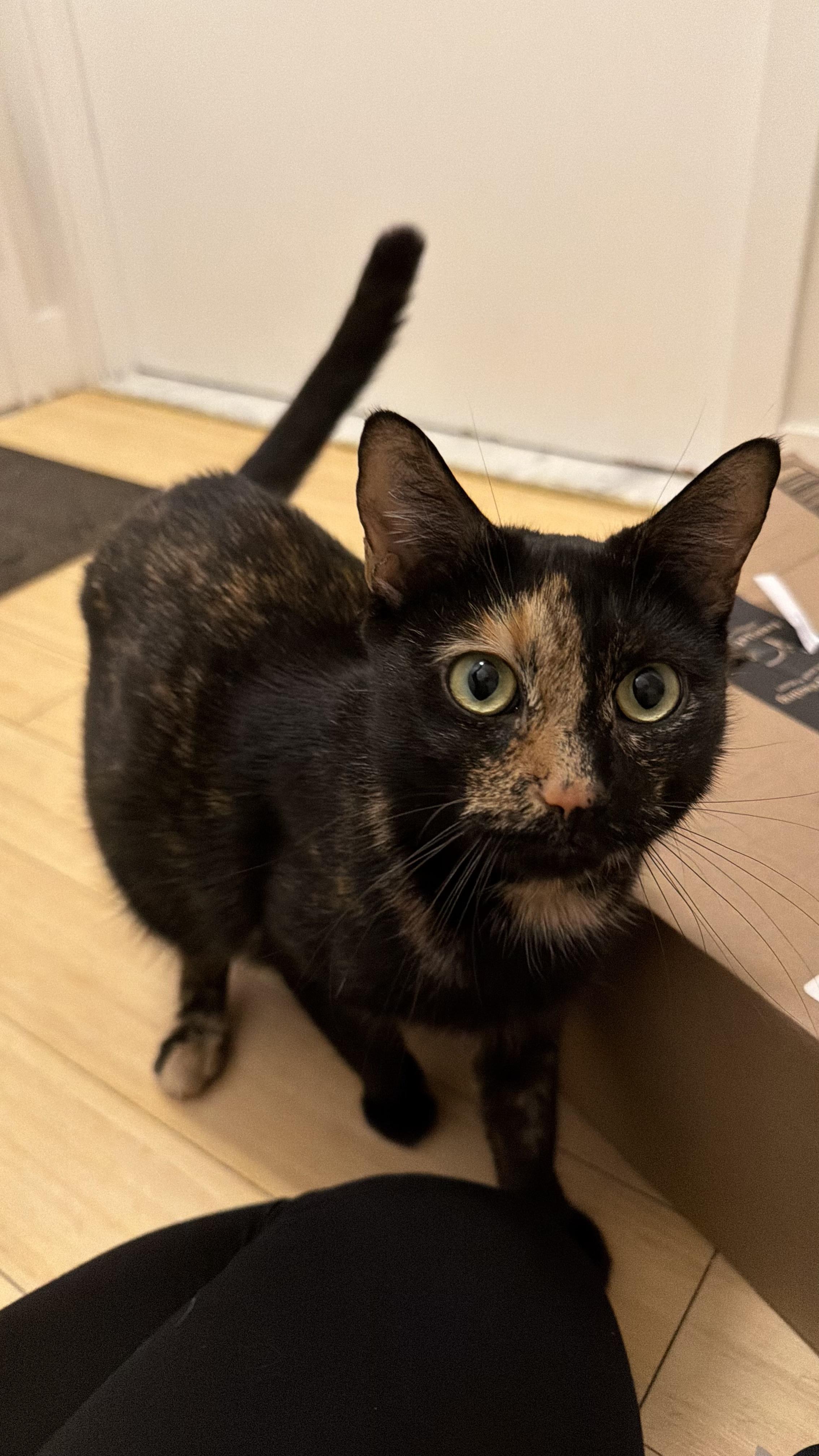 Enlarge Loaf, a ADOPTABLE Domestic Short Hair in Brooklyn, NY image 4/5