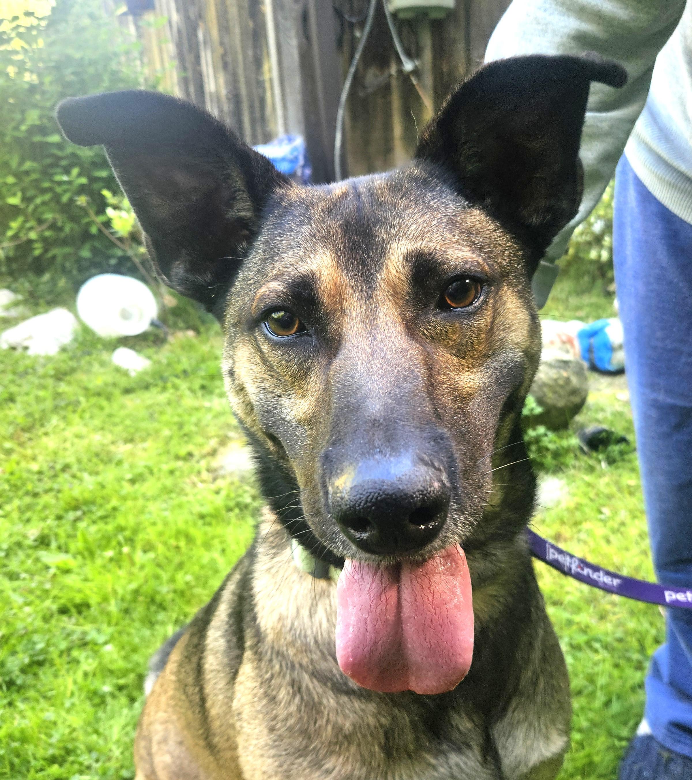 Enlarge Rex, a ADOPTABLE mixed breed in Sharon, CT image 2/3