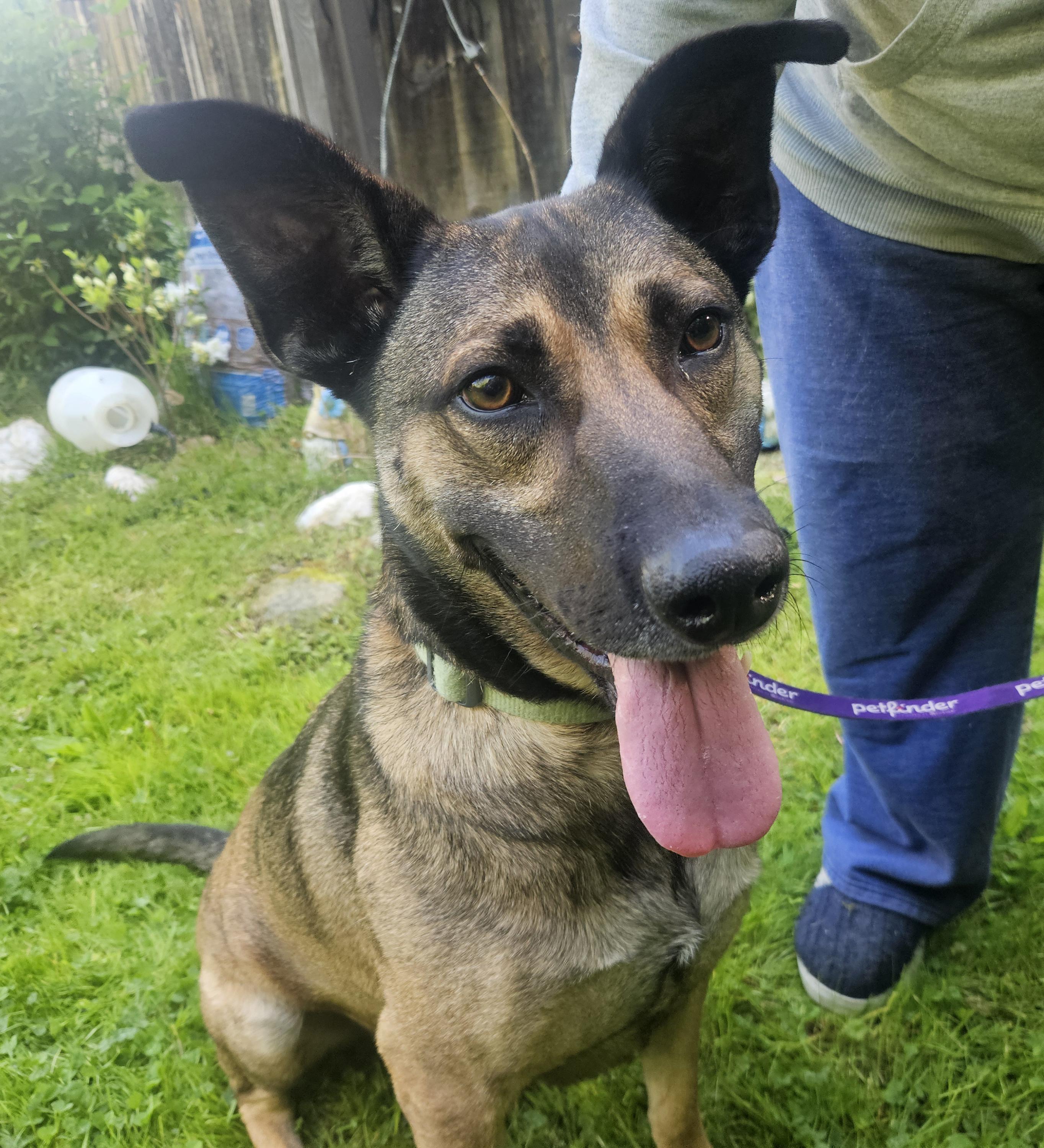 Rex, ADOPTABLE, Adult Male German Shepherd Dog.