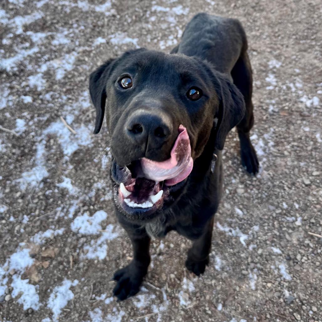 Kringle, Adoptable, Young Male Black Labrador Retriever & Mixed Breed.