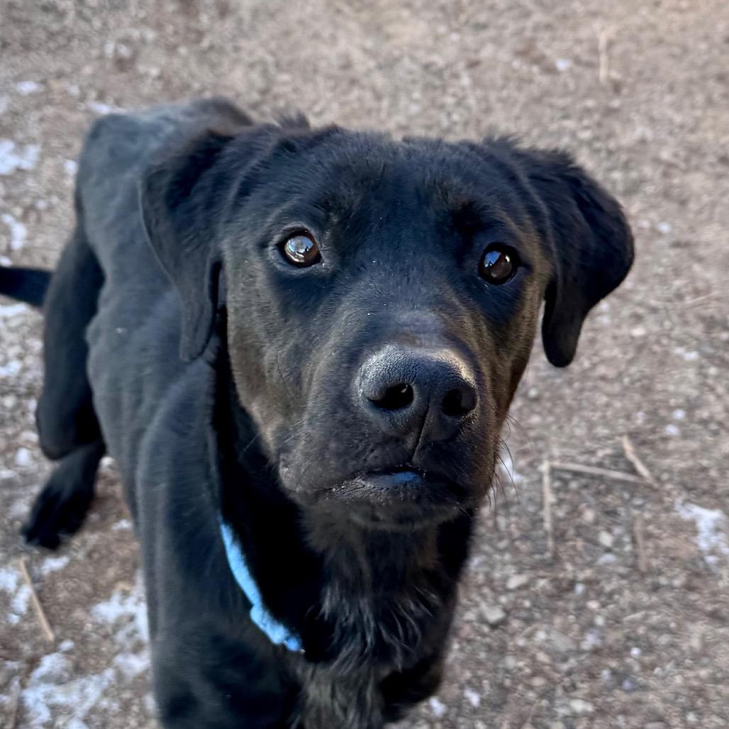 Enlarge Kringle, a Adoptable mixed breed in Glenwood Springs, CO image 2/4