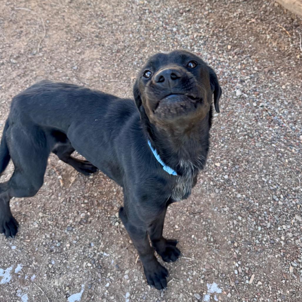 Enlarge Kringle, a Adoptable mixed breed in Glenwood Springs, CO image 3/4