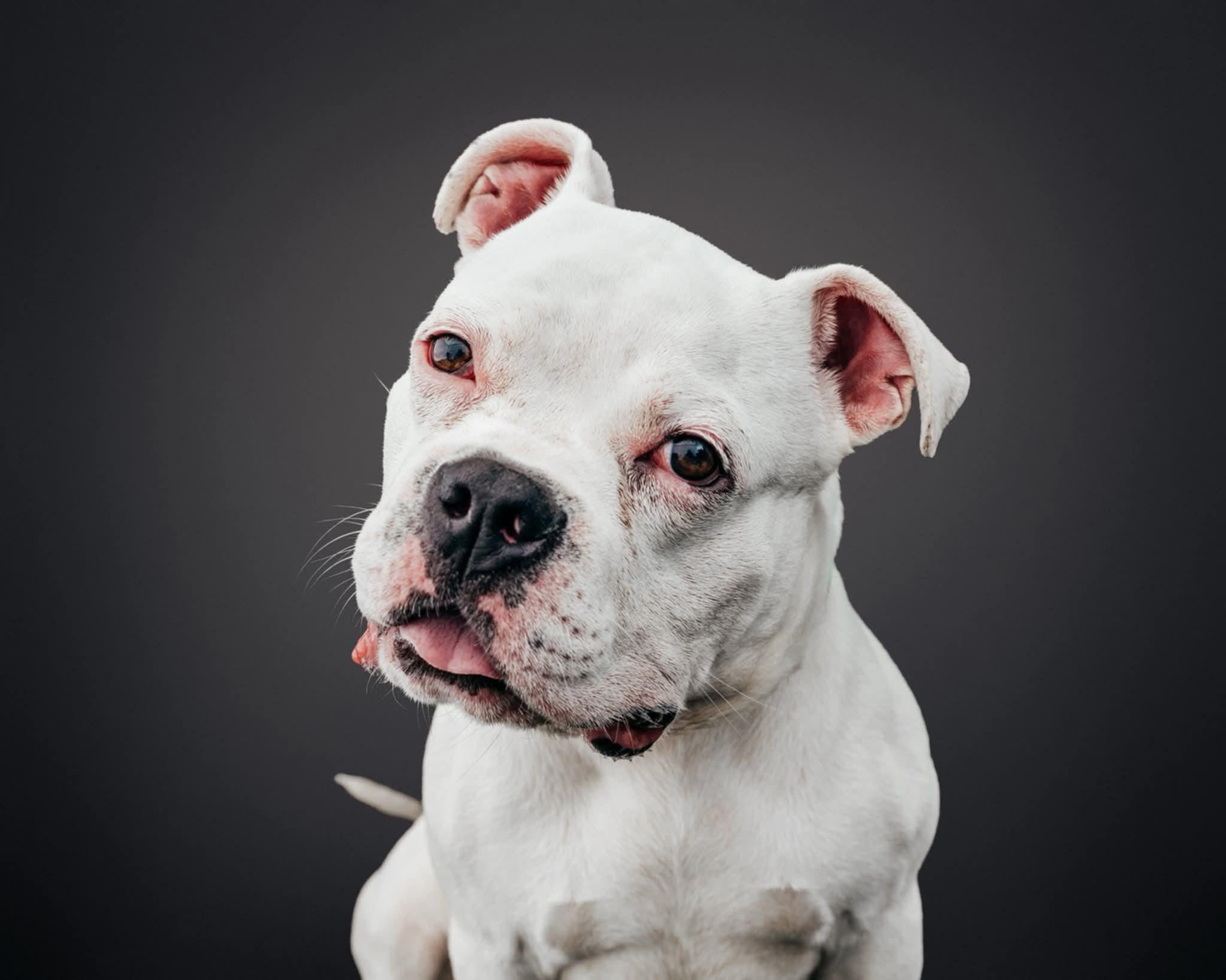 Bowser, a Adopted mixed breed in Buffalo, NY image 2/6