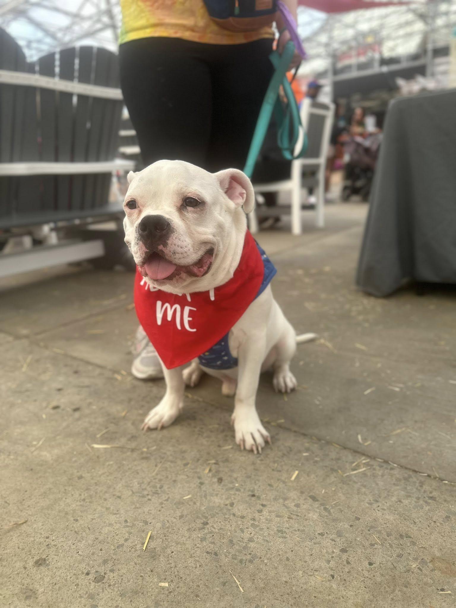 Bowser, a Adopted mixed breed in Buffalo, NY image 3/6
