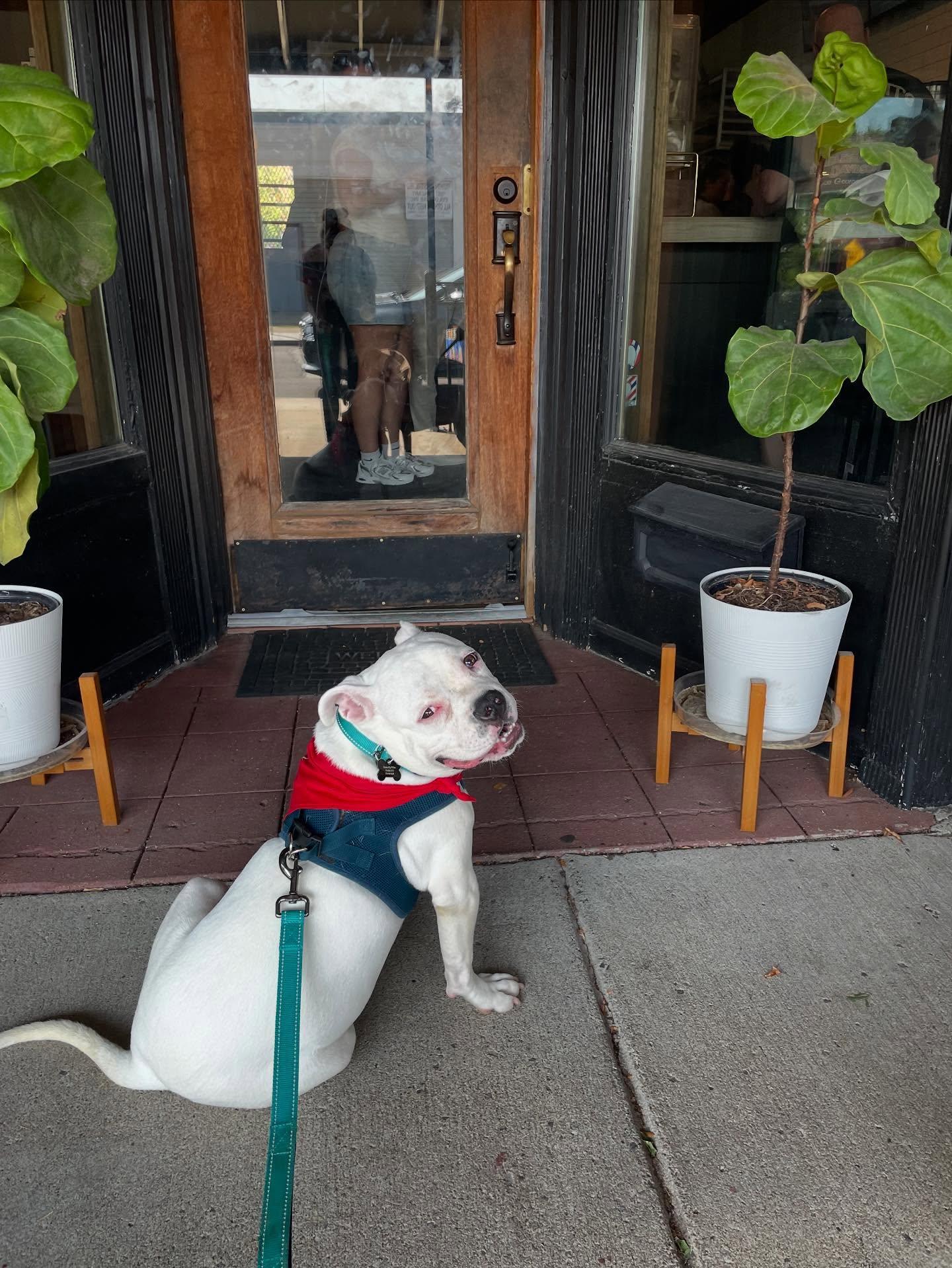 Bowser, a Adopted mixed breed in Buffalo, NY image 4/6