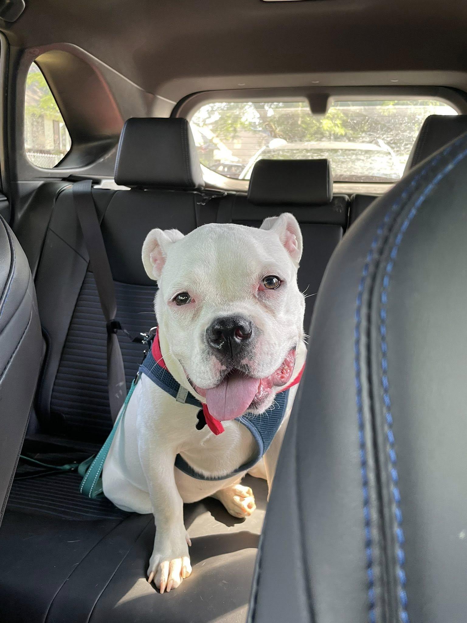 Bowser, a Adopted mixed breed in Buffalo, NY image 5/6