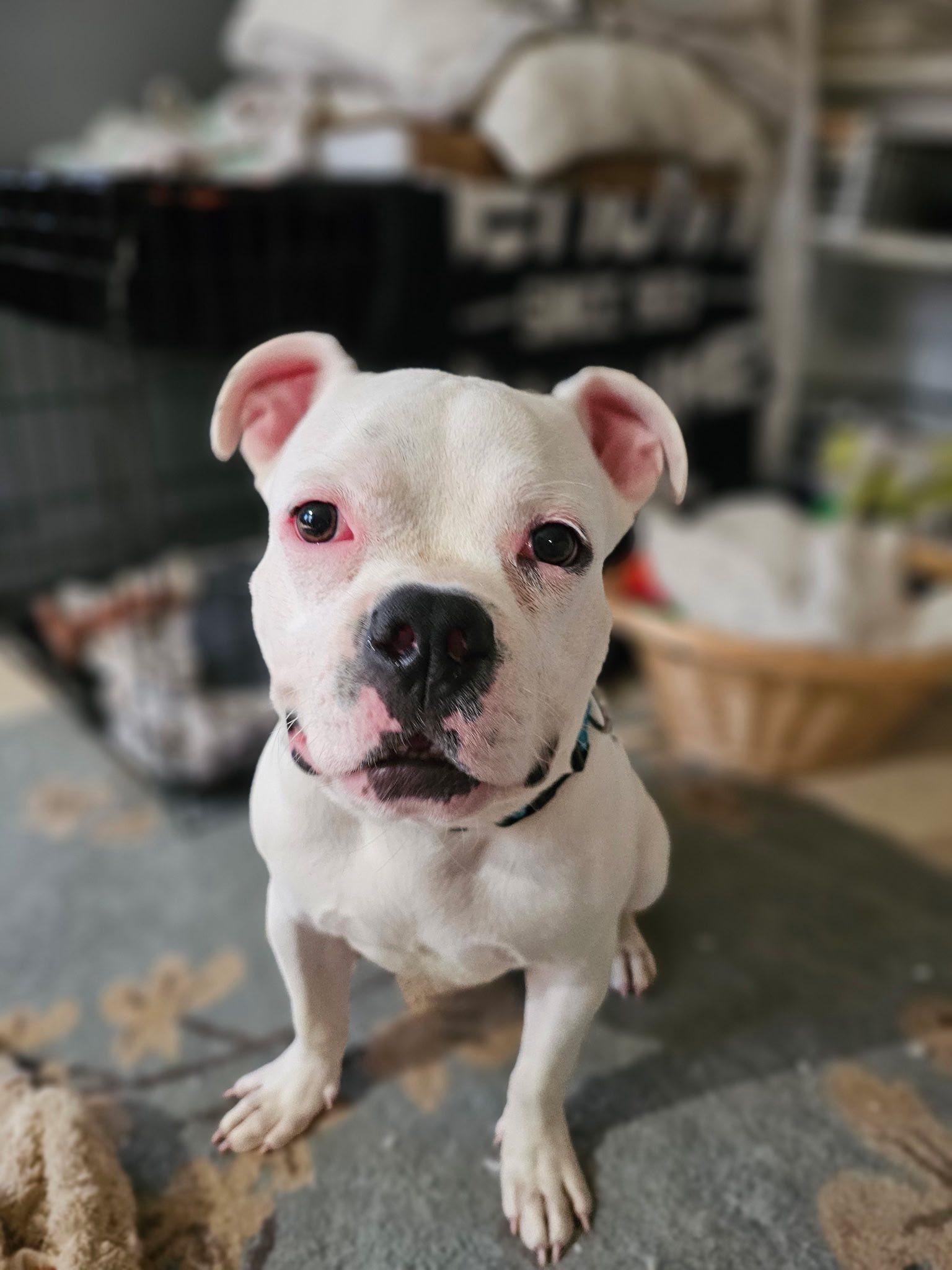 Bowser, a Adopted mixed breed in Buffalo, NY image 6/6