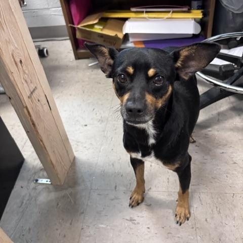 Enlarge Diesel, an adopted mixed breed in Marion, NC image 2/2