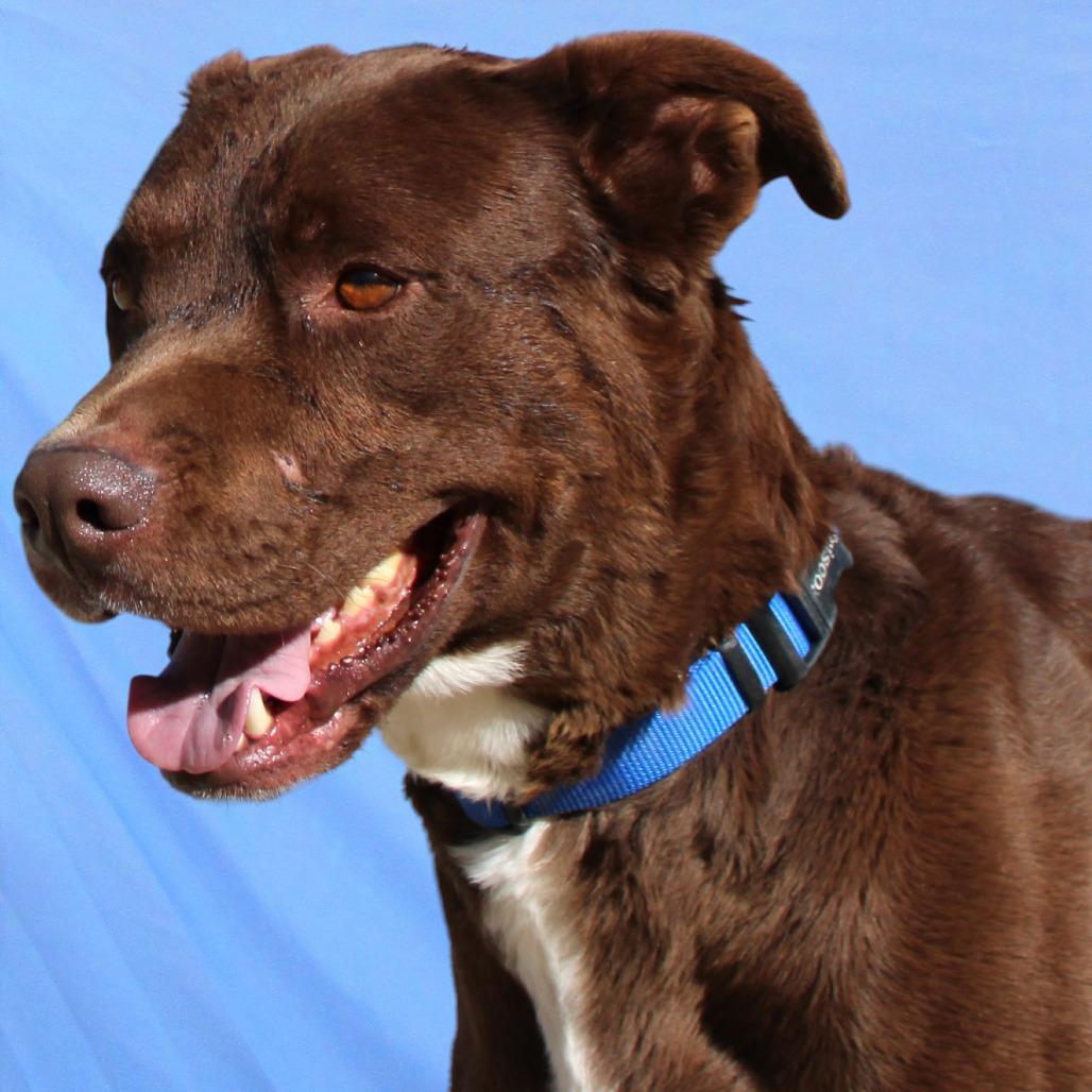 Oso, Adoptable, Adult Male Mixed Breed.