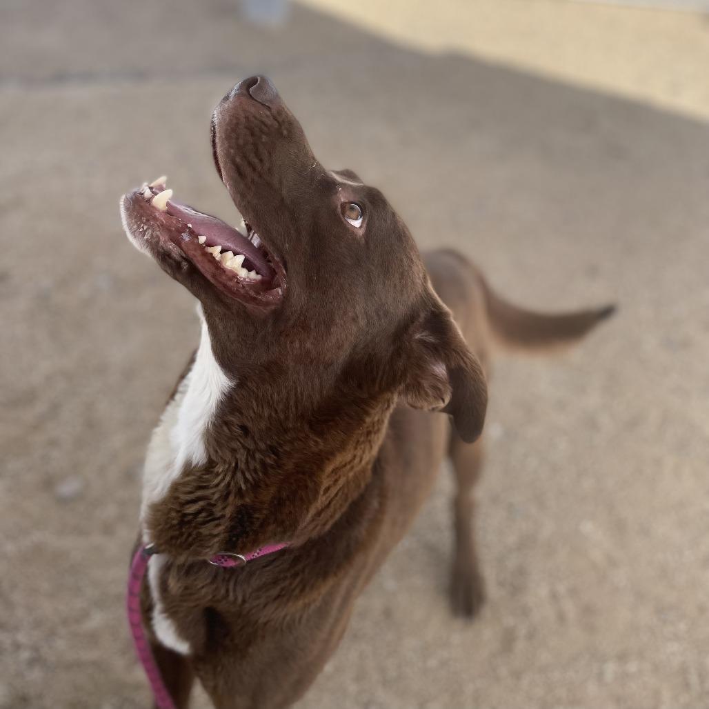 Enlarge Oso, a Adoptable Mixed Breed in Las Cruces, NM image 1/6