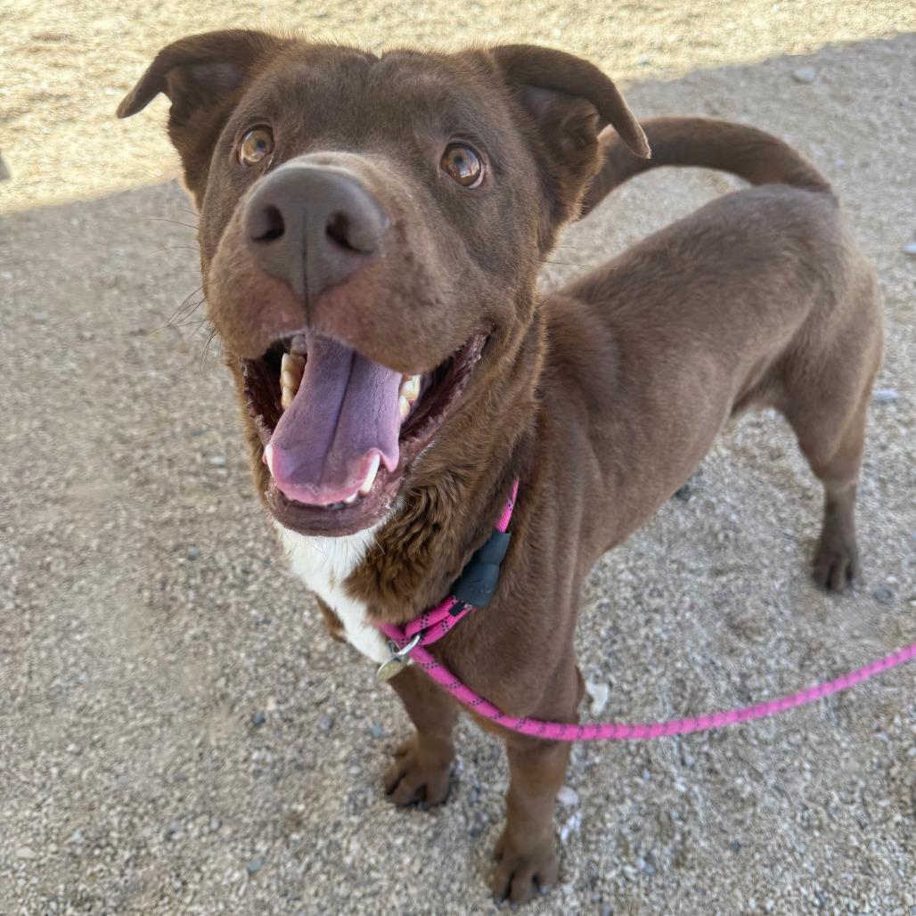 Enlarge Oso, a Adoptable Mixed Breed in Las Cruces, NM image 2/6