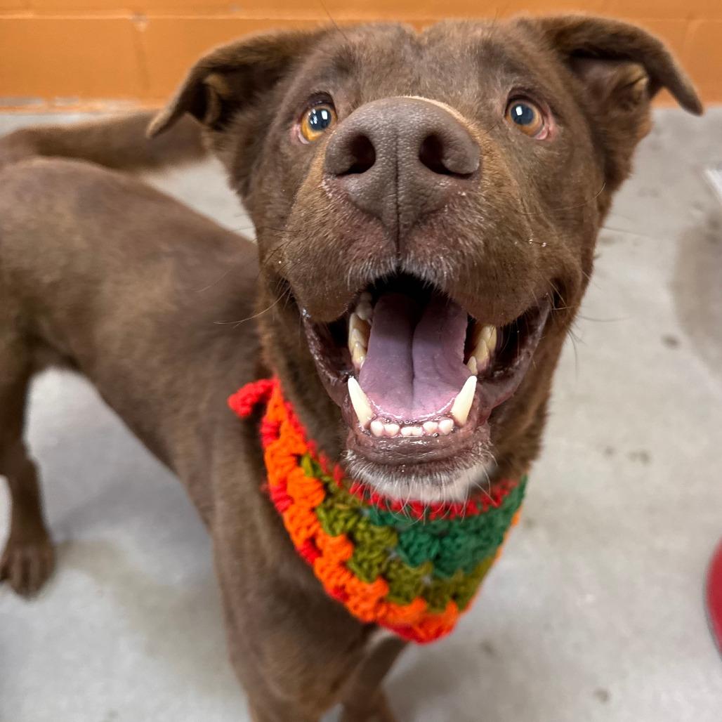 Enlarge Oso, a Adoptable Mixed Breed in Las Cruces, NM image 3/6