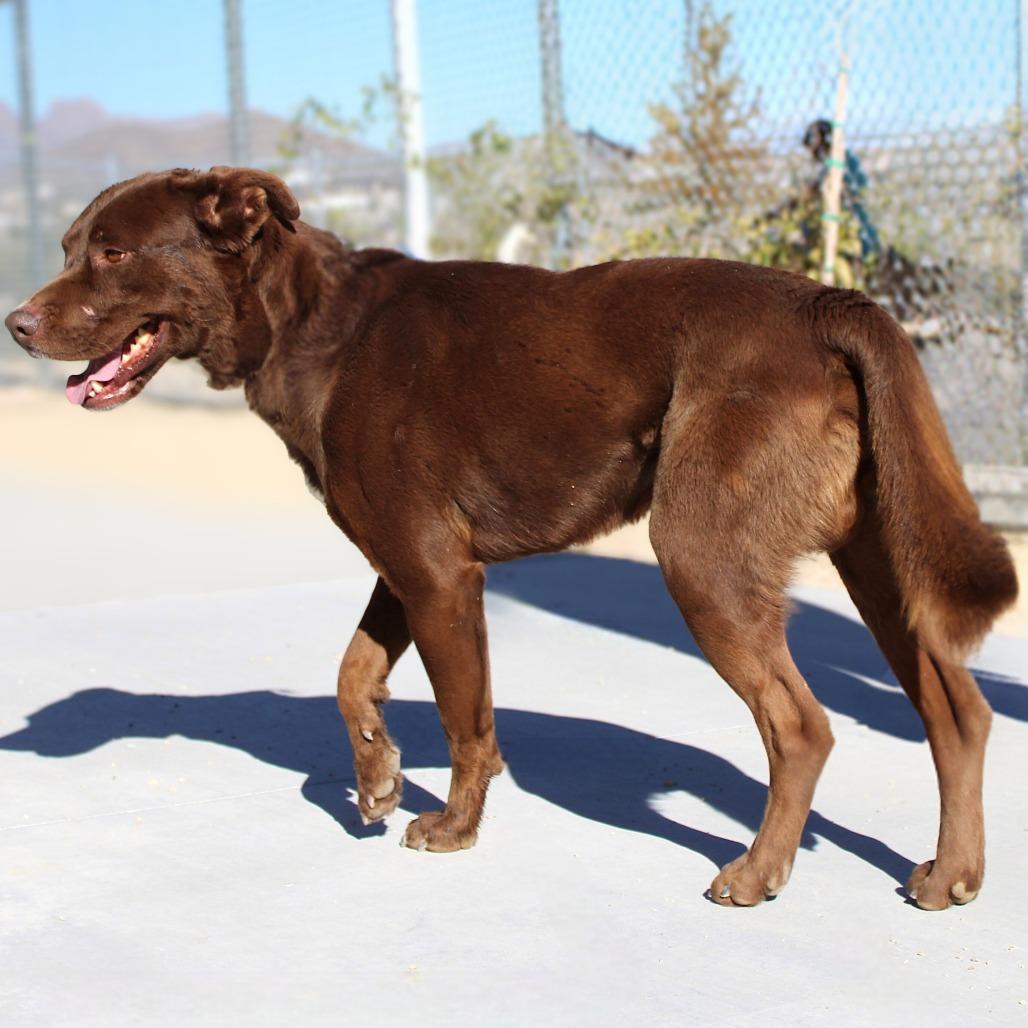 Enlarge Oso, a Adoptable Mixed Breed in Las Cruces, NM image 2/6