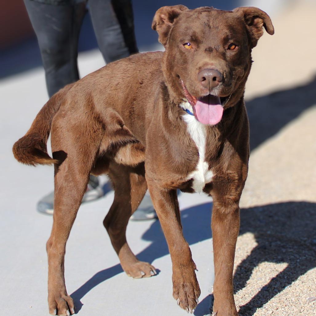Oso, Adoptable, Adult Male Mixed Breed.
