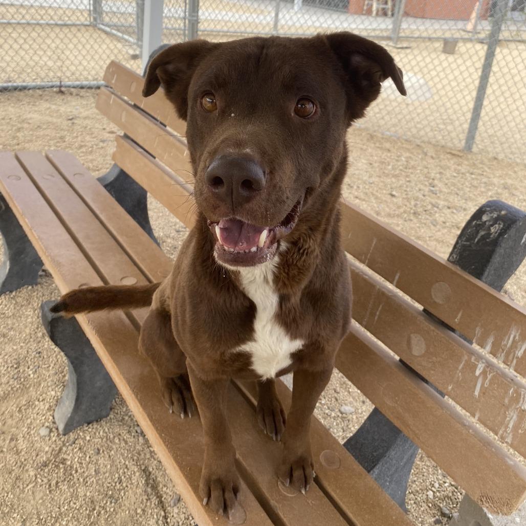 Enlarge Oso, a Adoptable Mixed Breed in Las Cruces, NM image 5/6