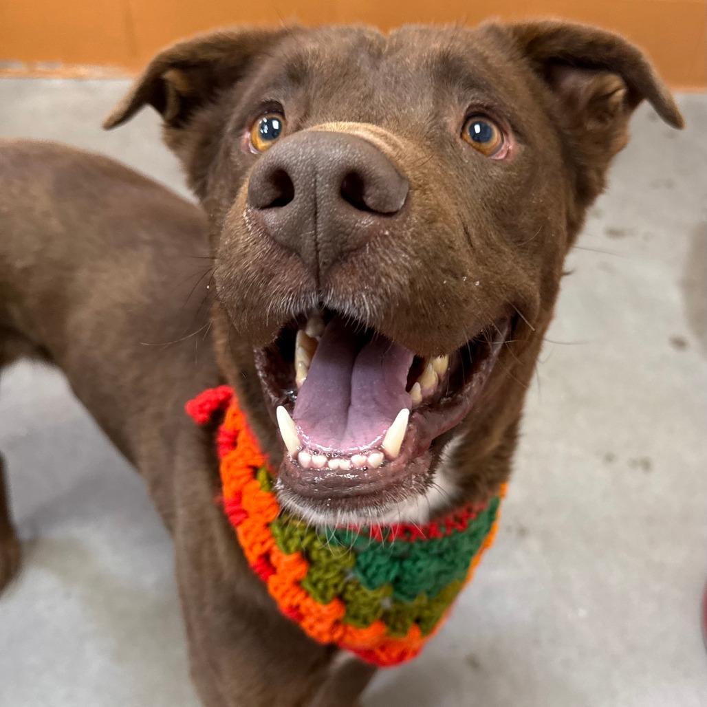 Enlarge Oso, a Adoptable Mixed Breed in Las Cruces, NM image 3/6