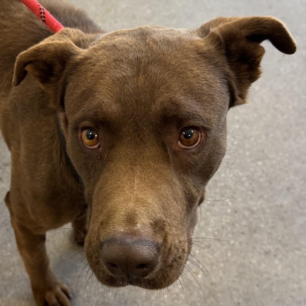 Oso, Adoptable, Adult Male Mixed Breed.