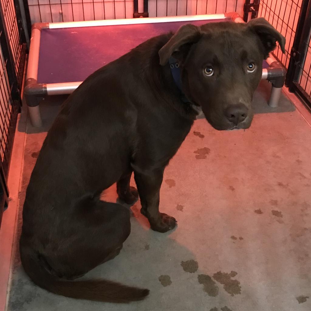 Oso, a Adoptable Mixed Breed in Las Cruces, NM image 2/5