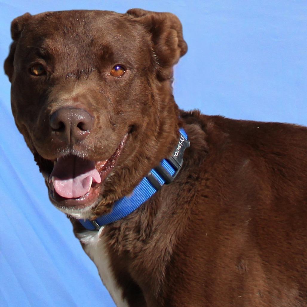 Enlarge Oso, a Adoptable Mixed Breed in Las Cruces, NM image 4/6