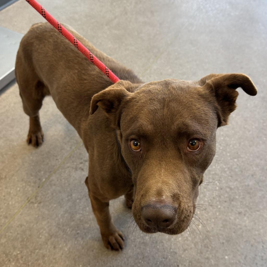 Oso, a Adoptable Mixed Breed in Las Cruces, NM image 3/5