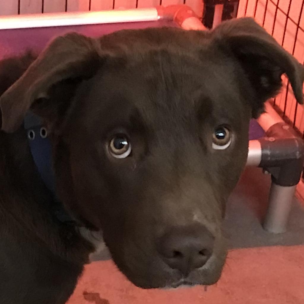 Oso, a Adoptable Mixed Breed in Las Cruces, NM image 4/5