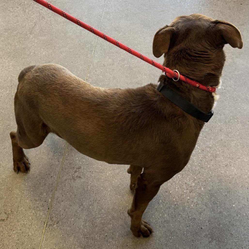 Oso, a Adoptable Mixed Breed in Las Cruces, NM image 5/5