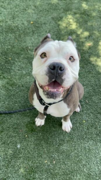Enlarge DINA, a Adoptable Staffordshire Bull Terrier in Chatsworth, CA image 1/1