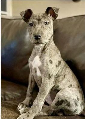 Poppy, Adoptable, Puppy Female Great Dane & Pit Bull Terrier.