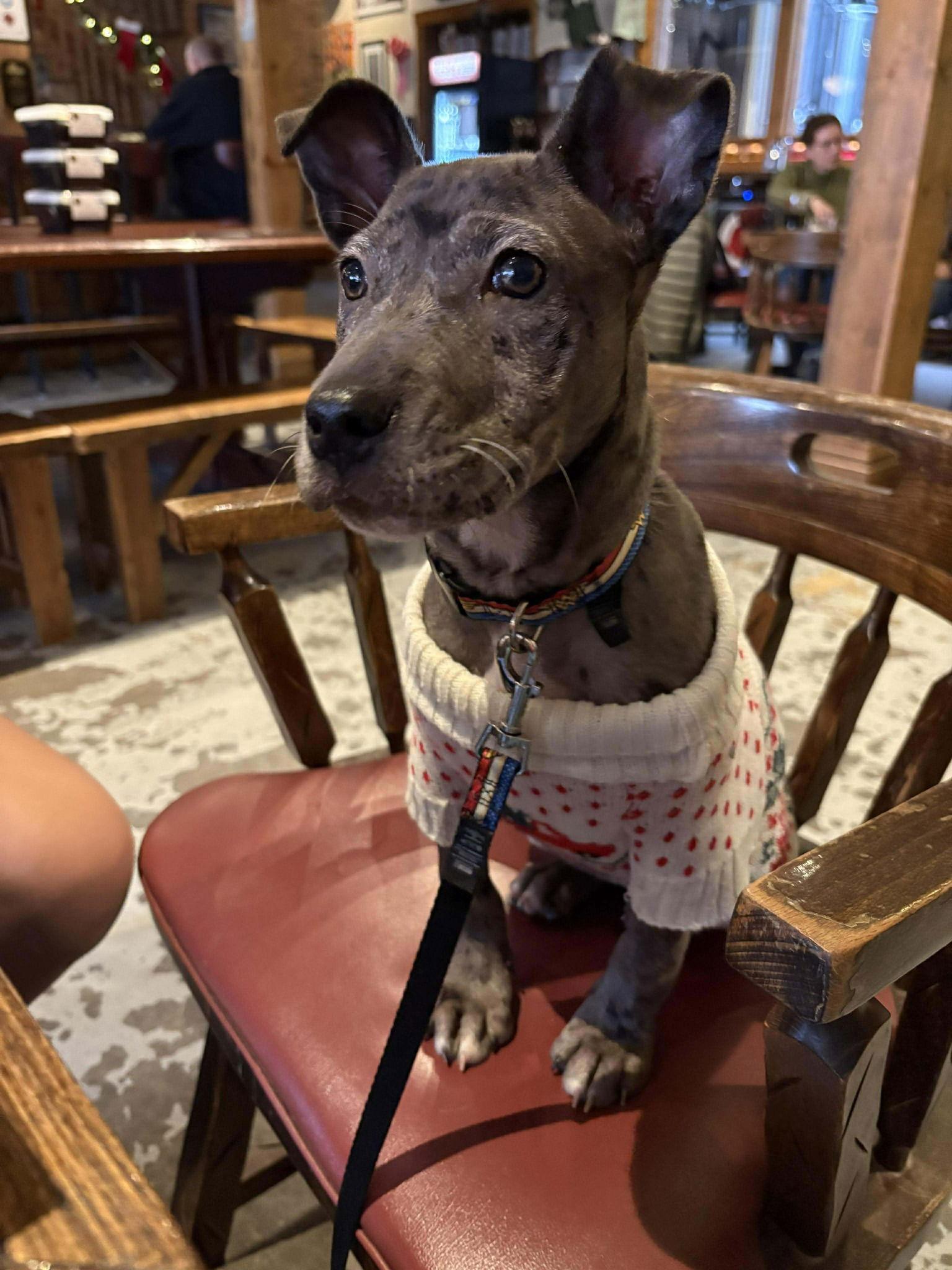 Enlarge Poppy, a Adoptable mixed breed in Iron Station, NC image 2/3