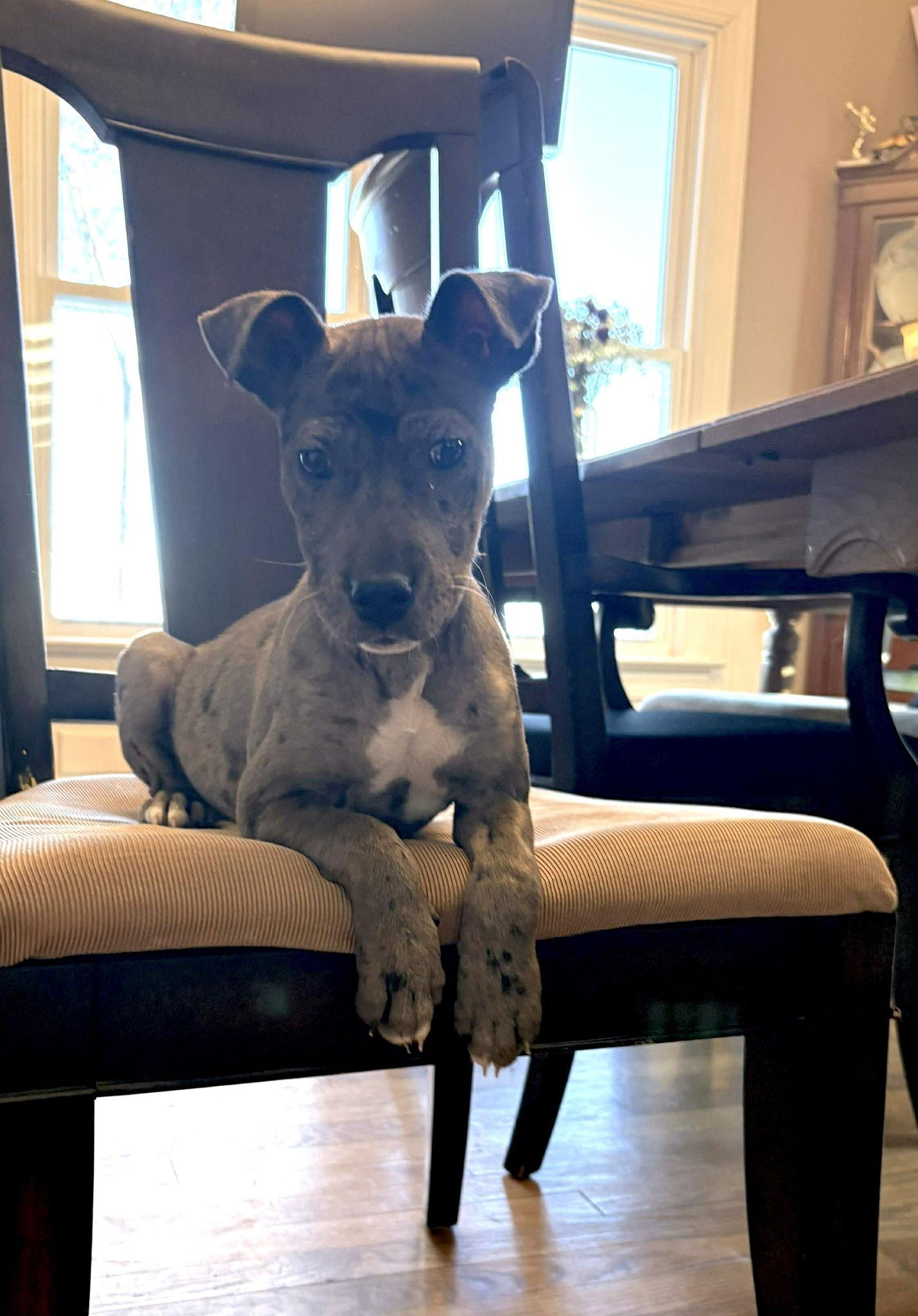 Enlarge Poppy, a Adoptable mixed breed in Iron Station, NC image 3/3