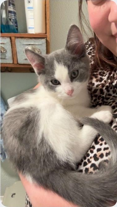 Haynes ( bonded with Hunter), adopted, Kitten Male Domestic Short Hair.