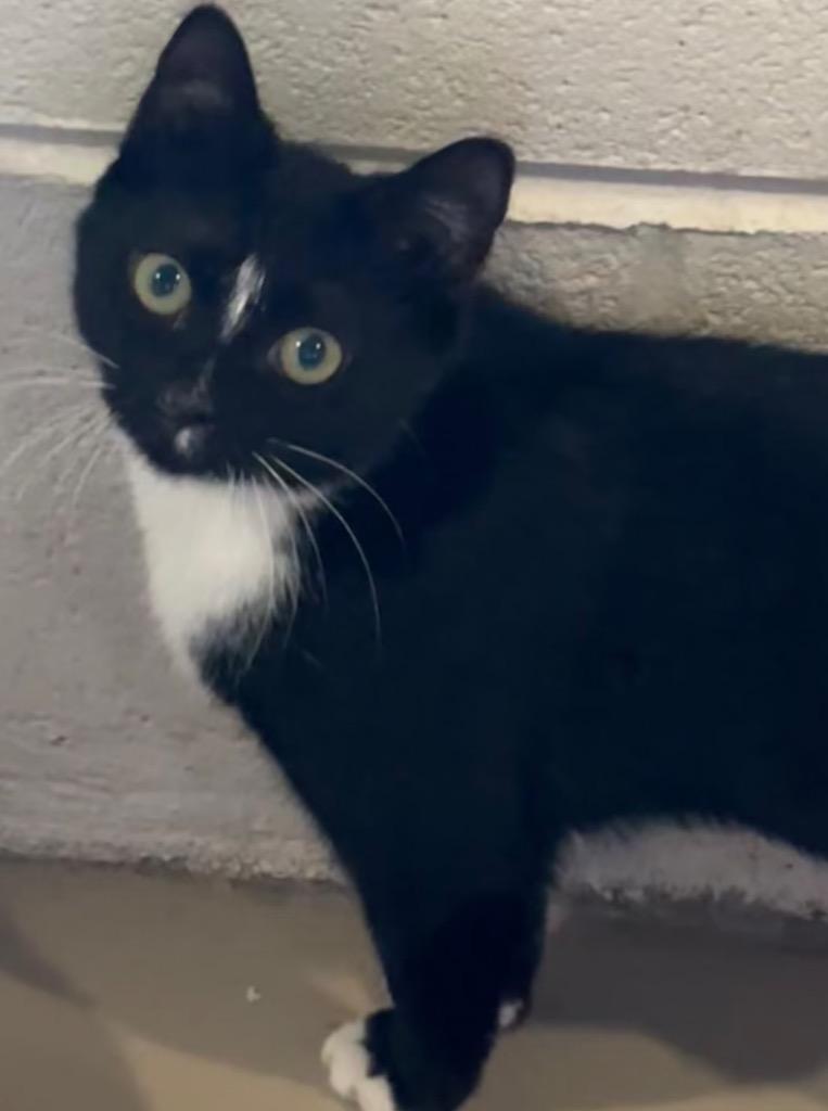 BELLA, Adoptable, Young Female Domestic Short Hair.