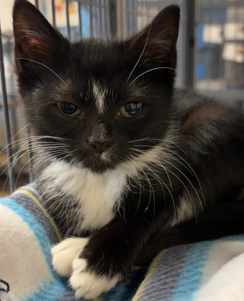 BELLA, a Adoptable mixed breed in Elizabethton, TN image 2/4