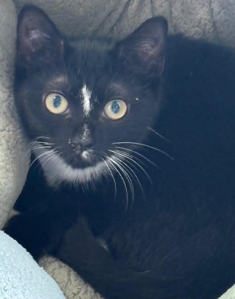 BELLA, a Adoptable mixed breed in Elizabethton, TN image 3/4