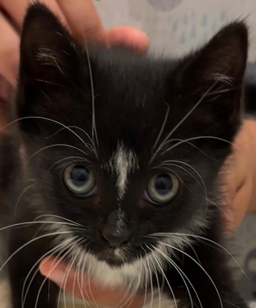 BELLA, a Adoptable mixed breed in Elizabethton, TN image 4/4